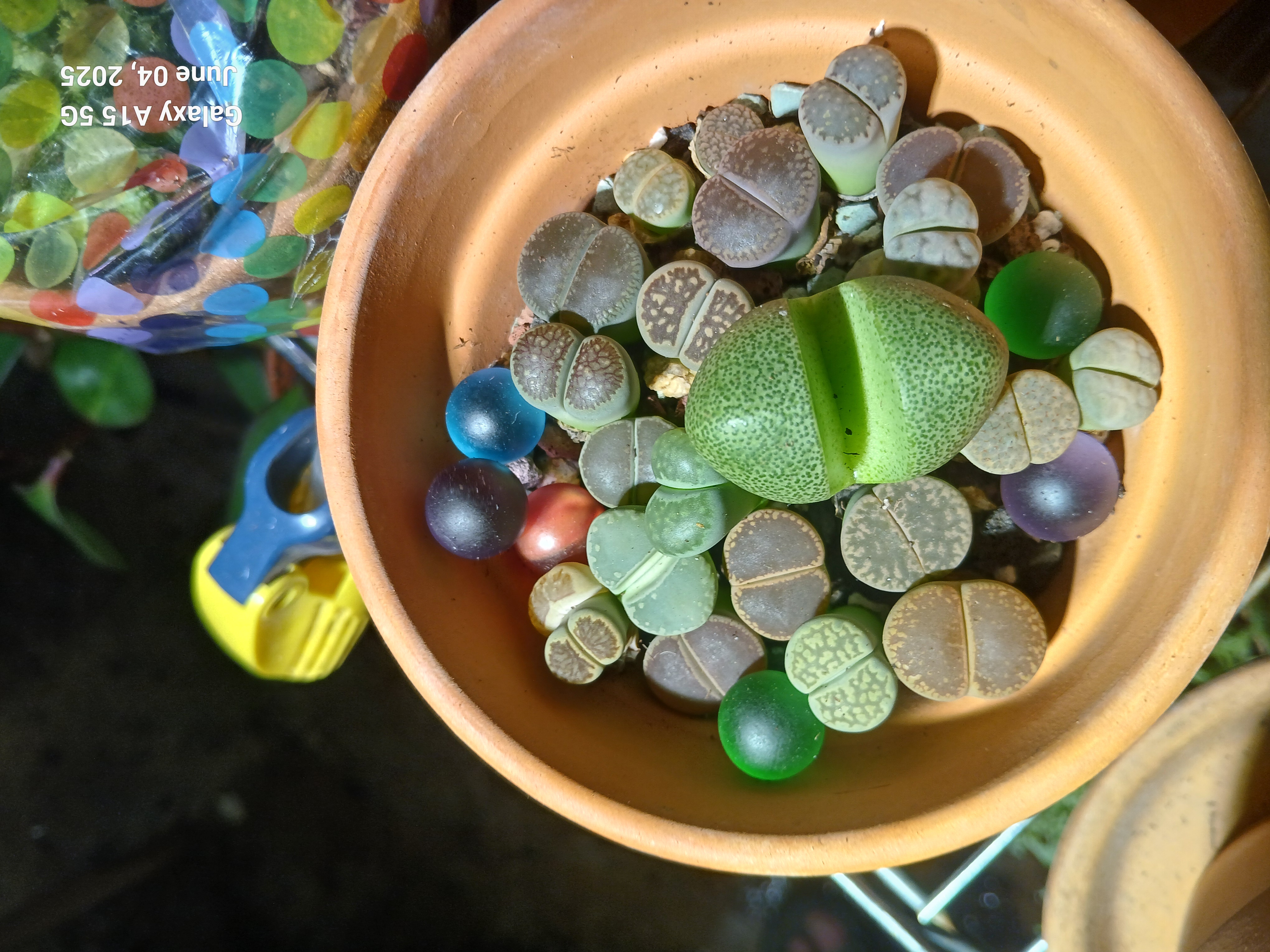 Aizoaceae specialists