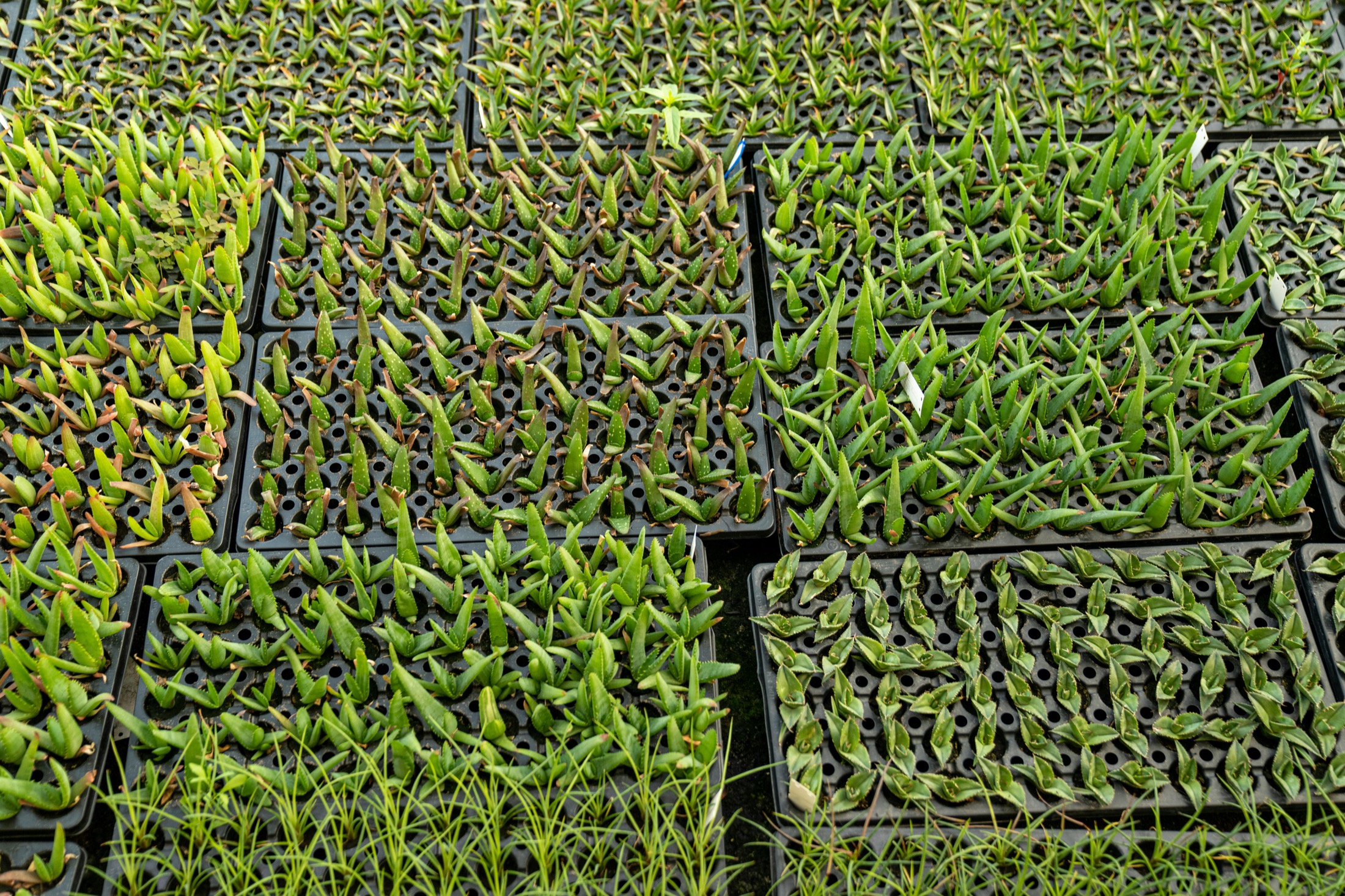 Wide nursery field of dense plant trays