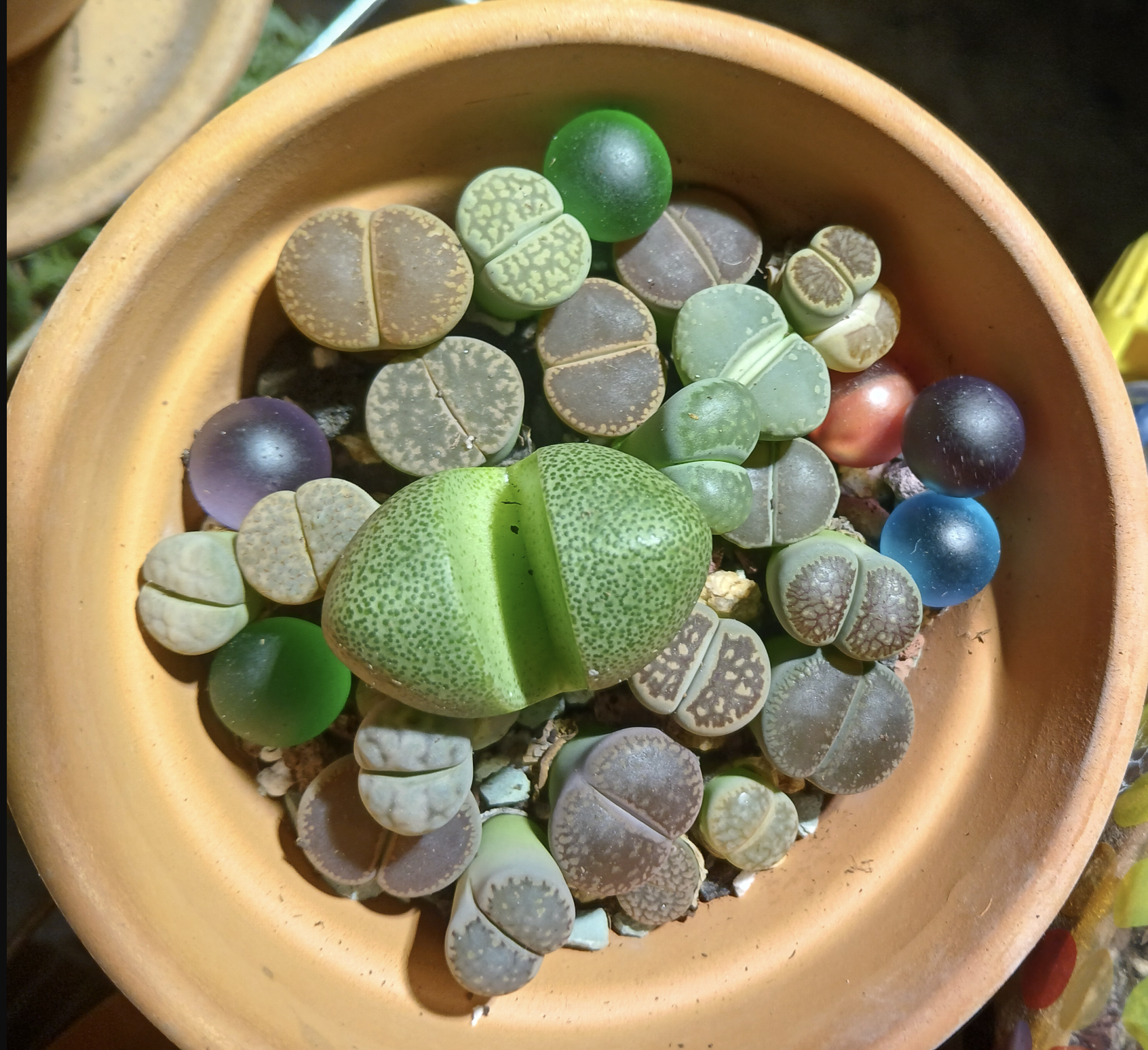 Aizoaceae specialists