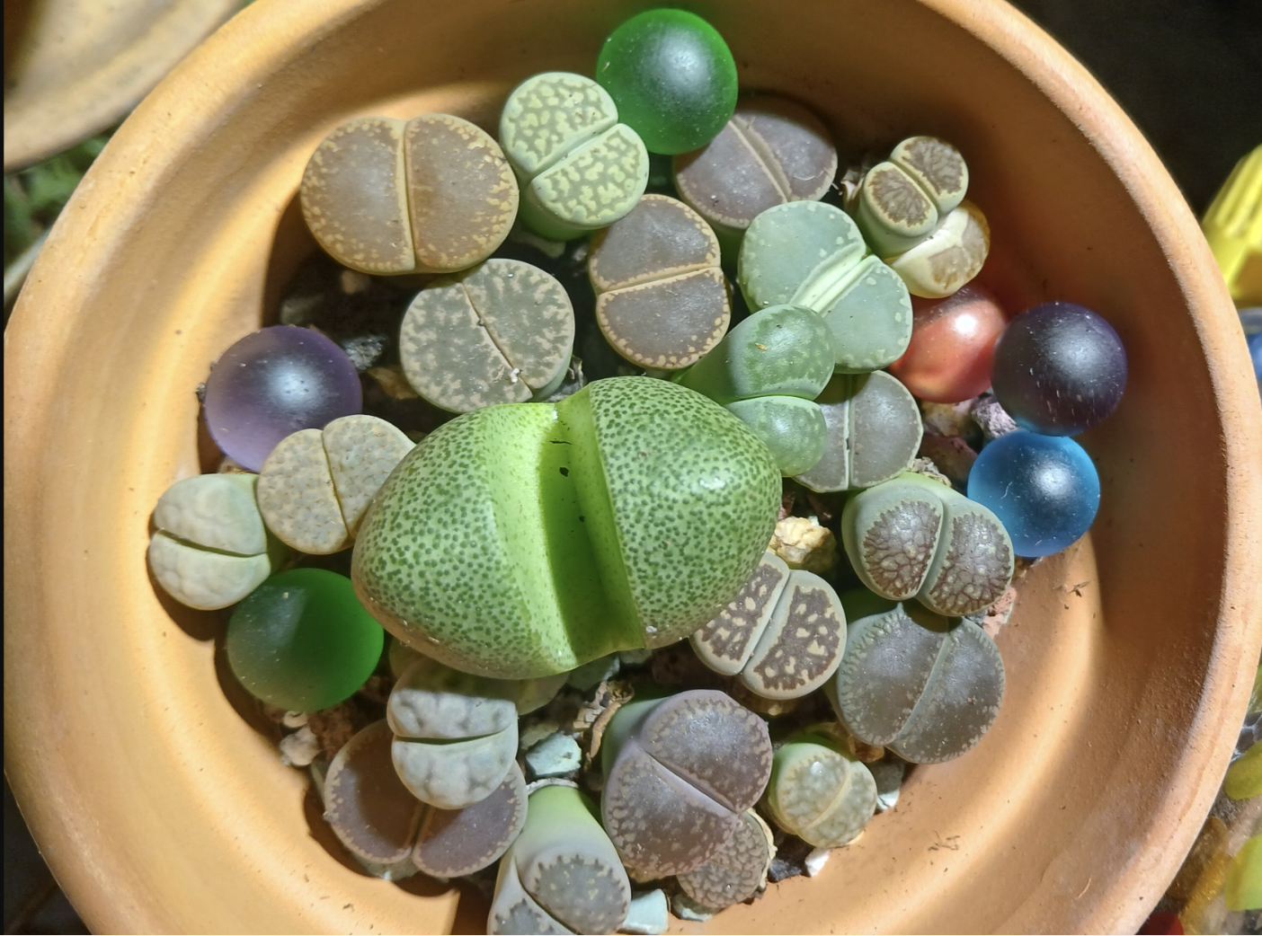 Aizoaceae specialists