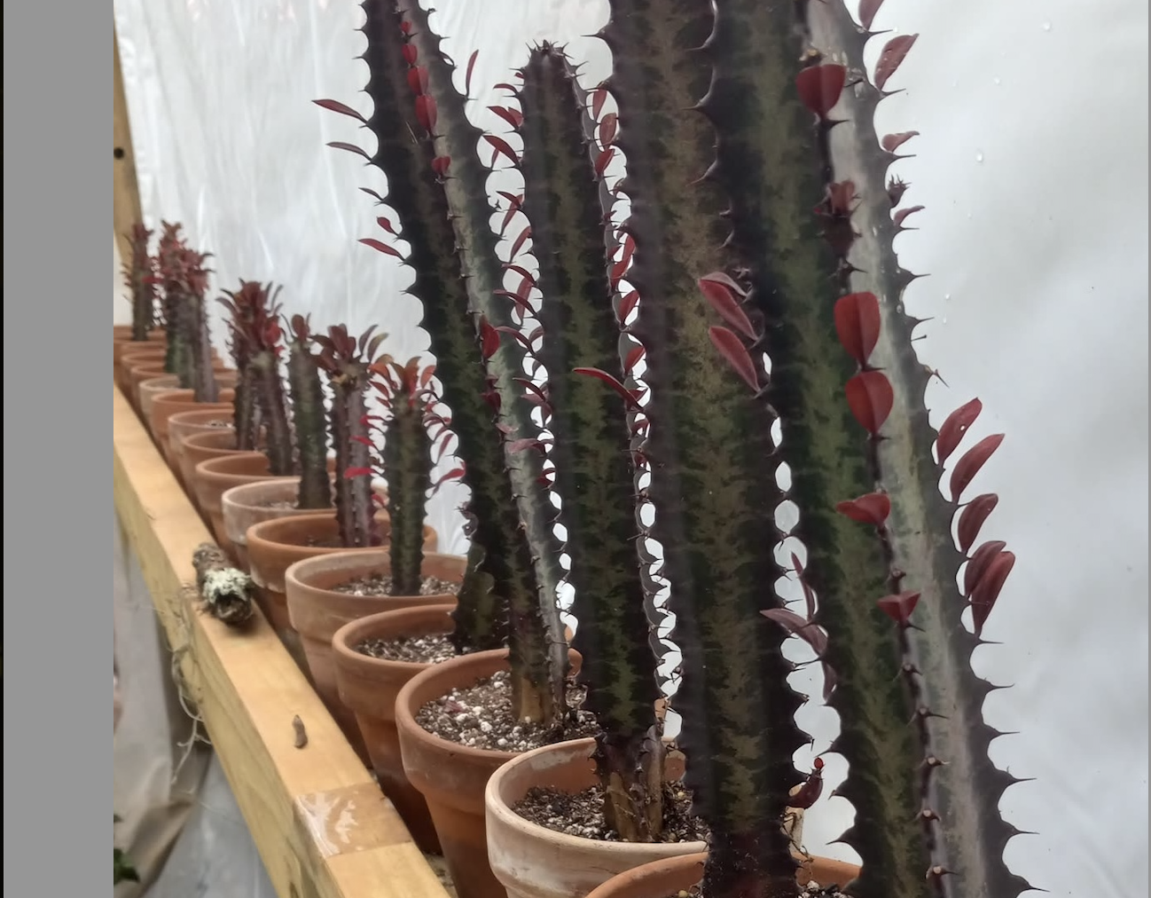 Euphorbia, tropicals, and other succulents