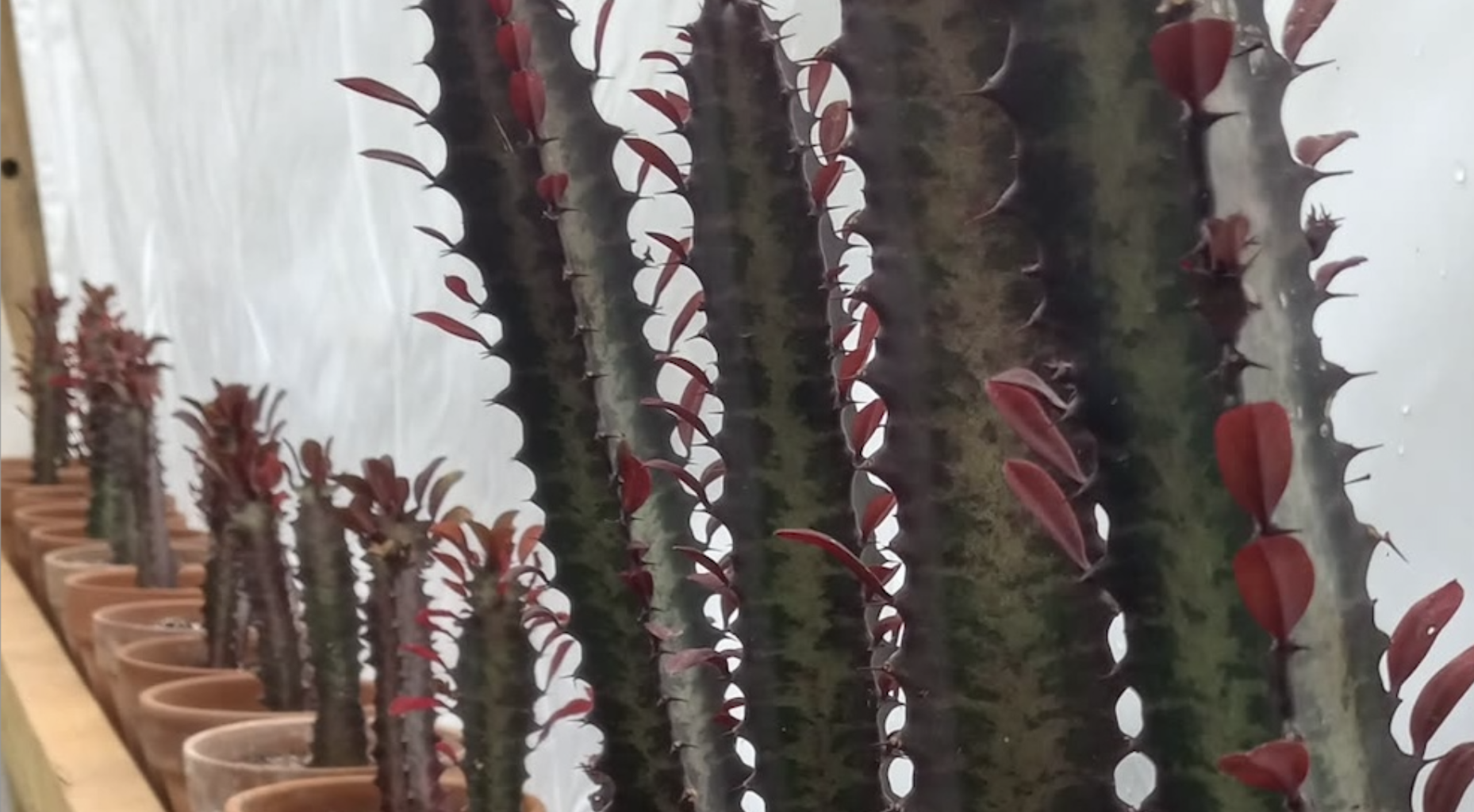 Euphorbia, tropicals, and other succulents