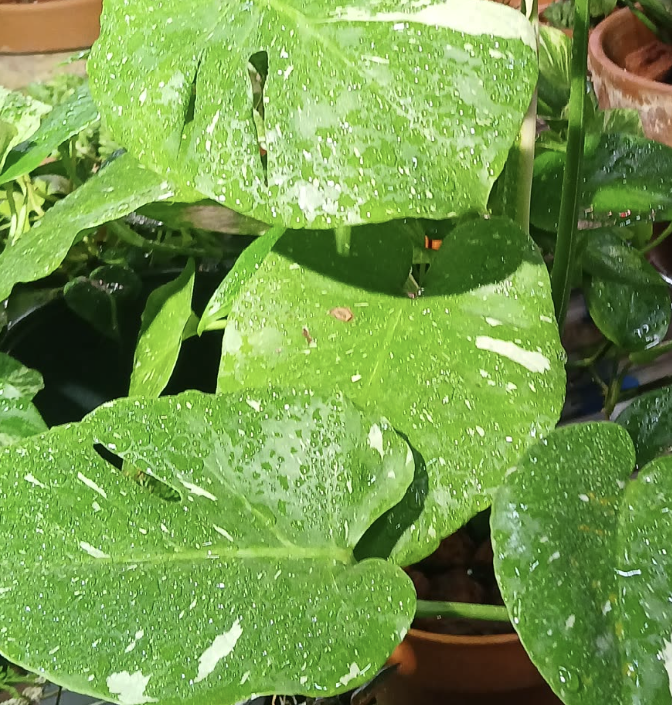 40+ Philodendron varieties