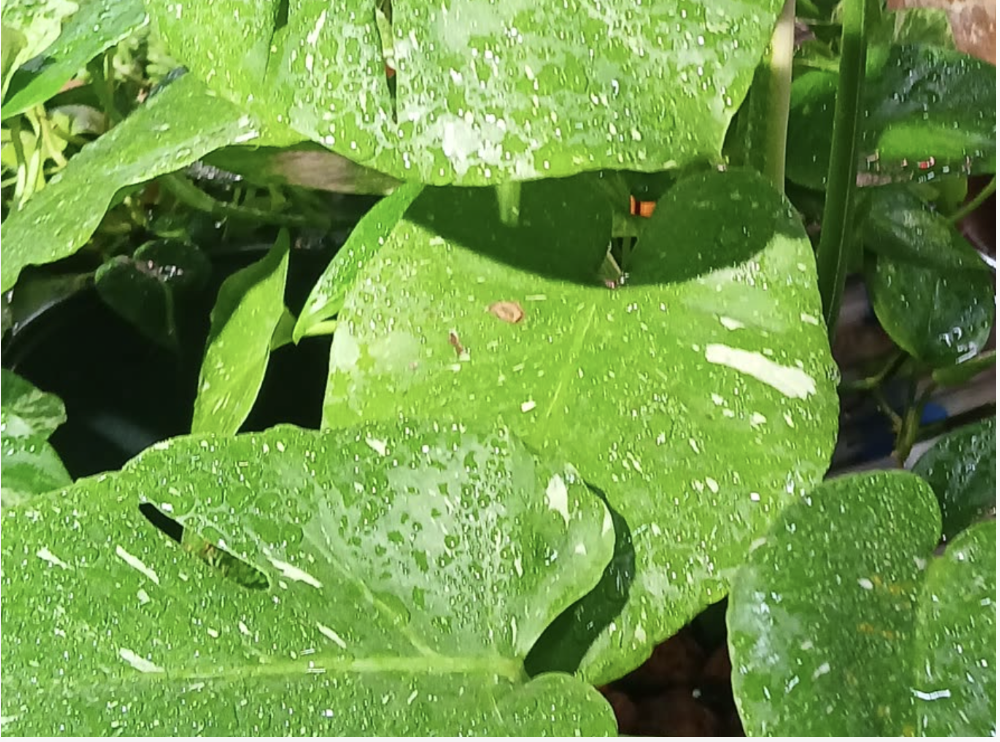 40+ Philodendron varieties