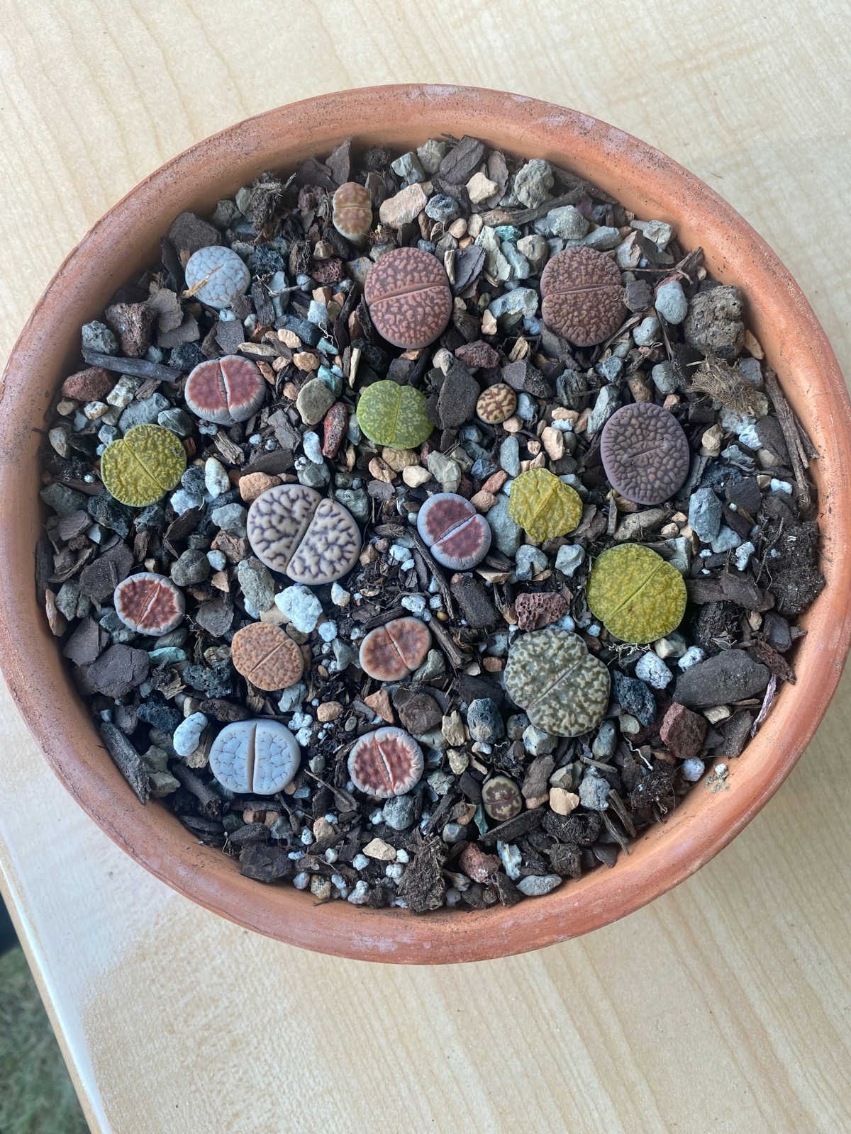 Close-up collector lithops