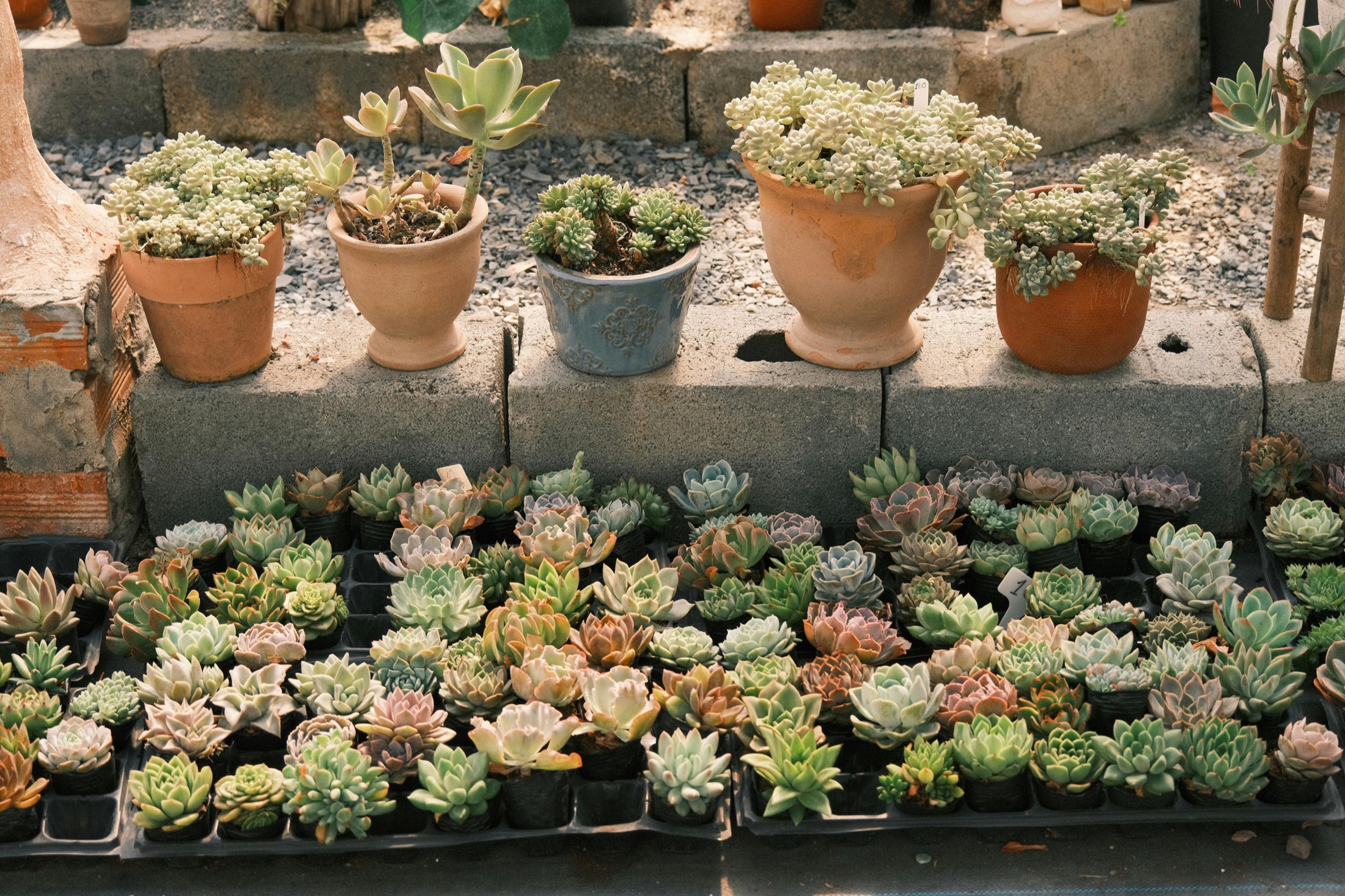 Aizoaceae specialists