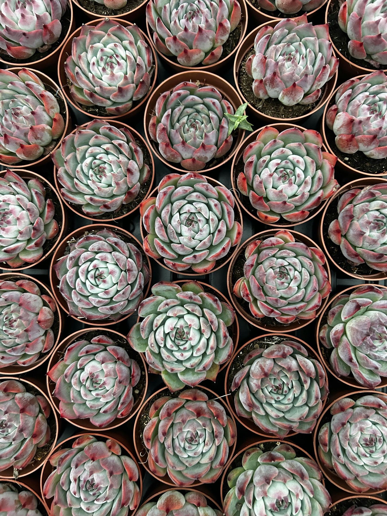 40+ Philodendron varieties