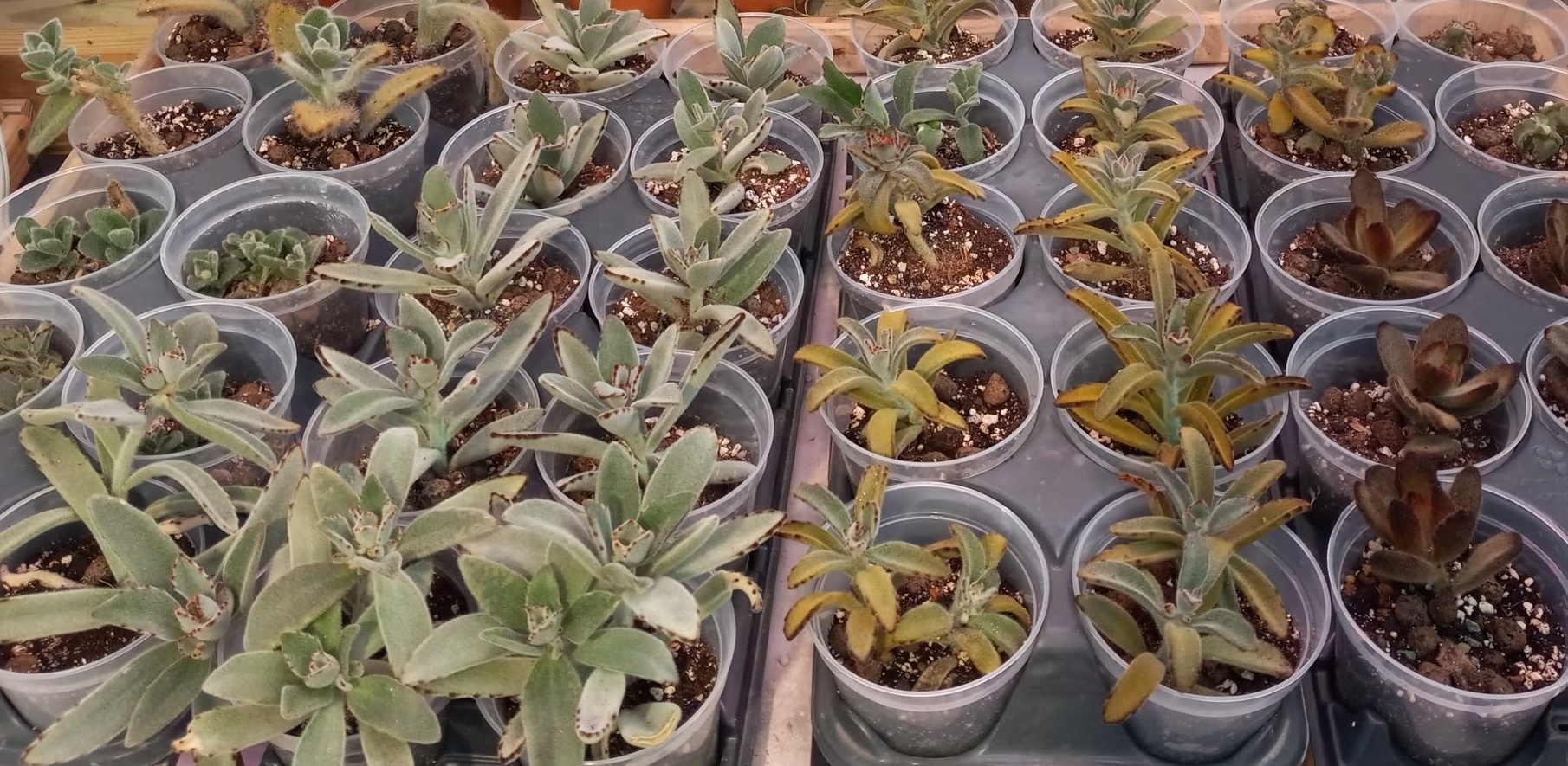 More than 40 varieties in the same stop.