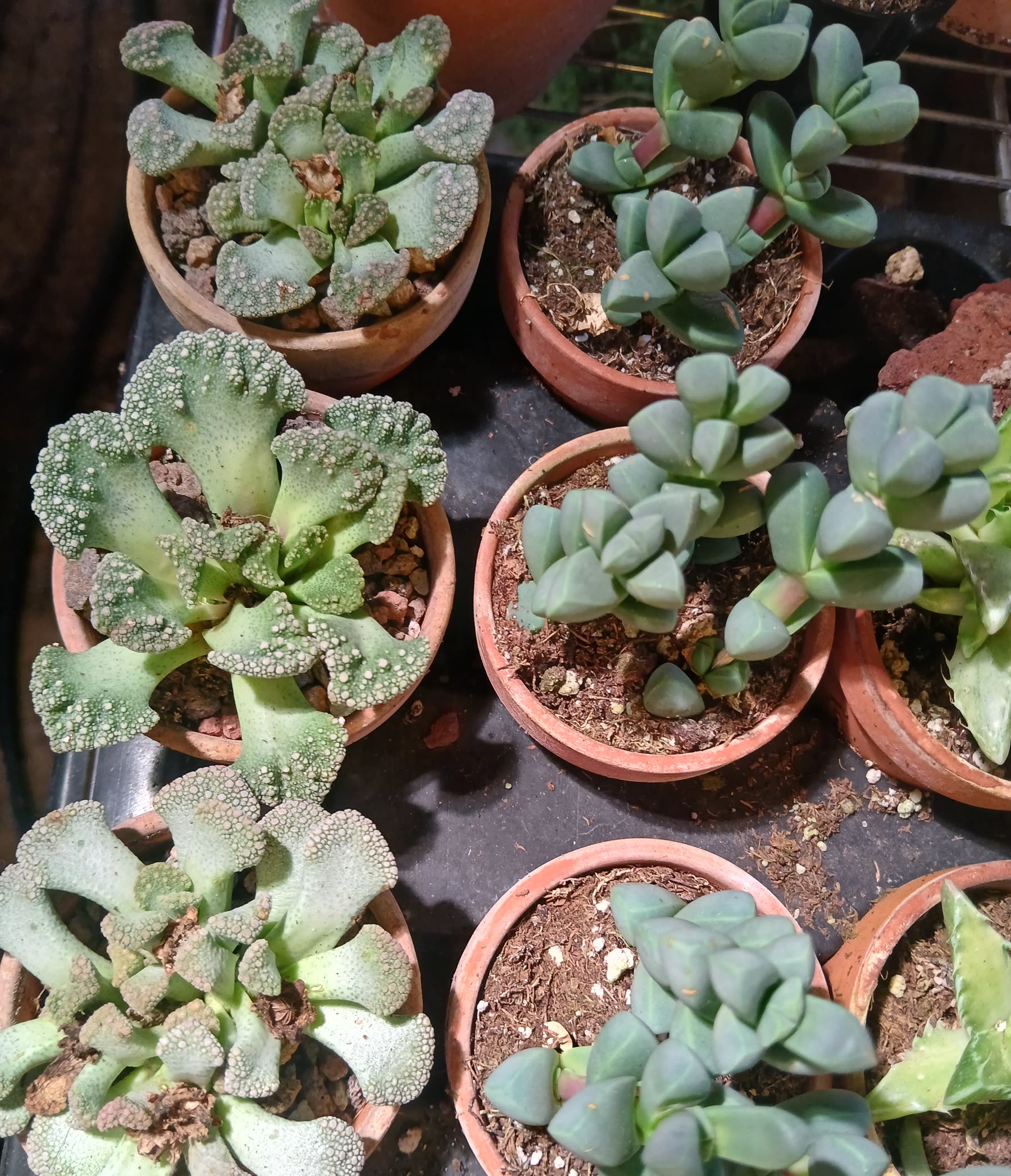 Close-up collector lithops