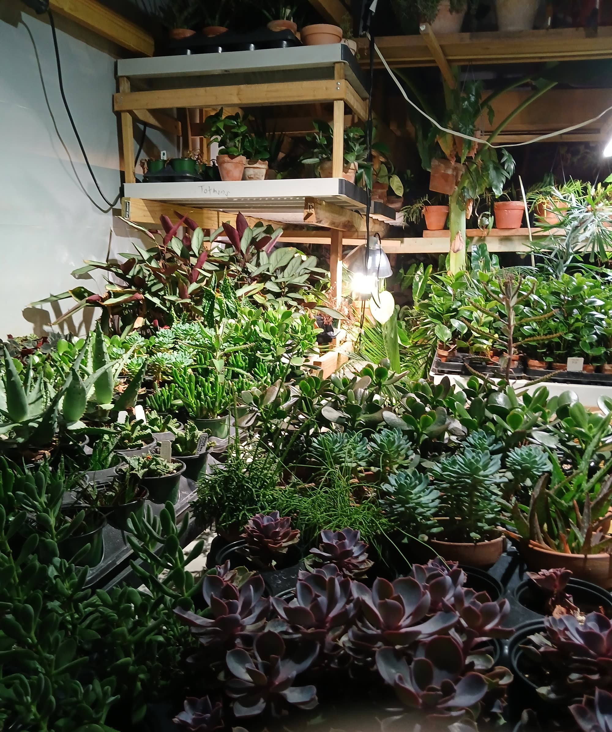 Wide nursery field of dense plant trays