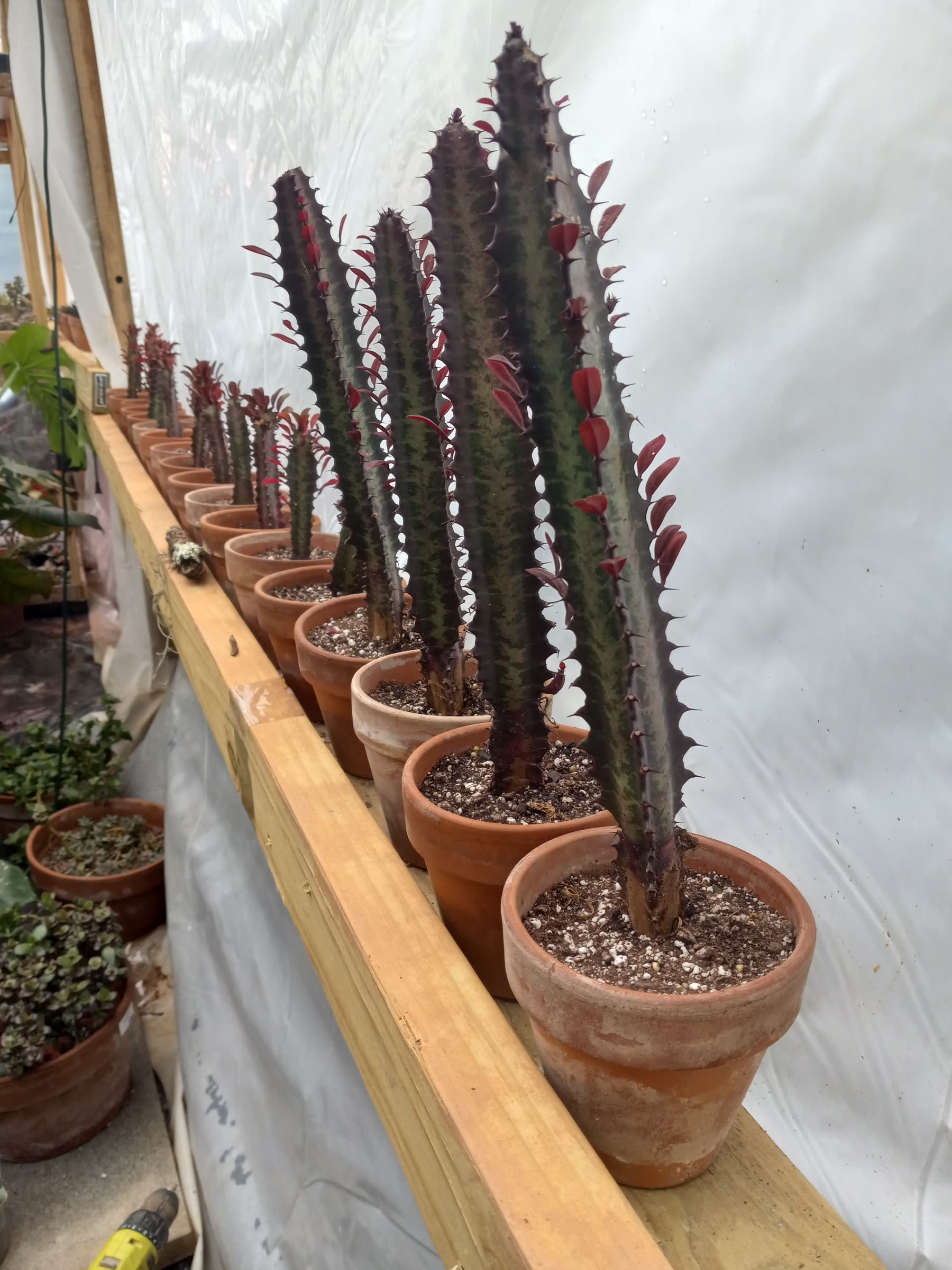 40+ Philodendron varieties