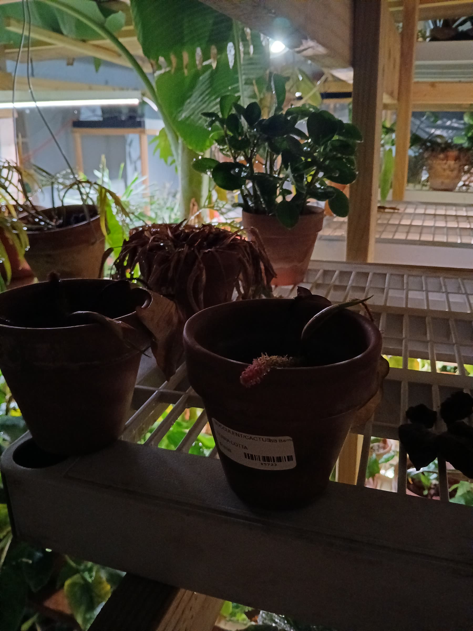 Tools, terrarium materials, and retail extras