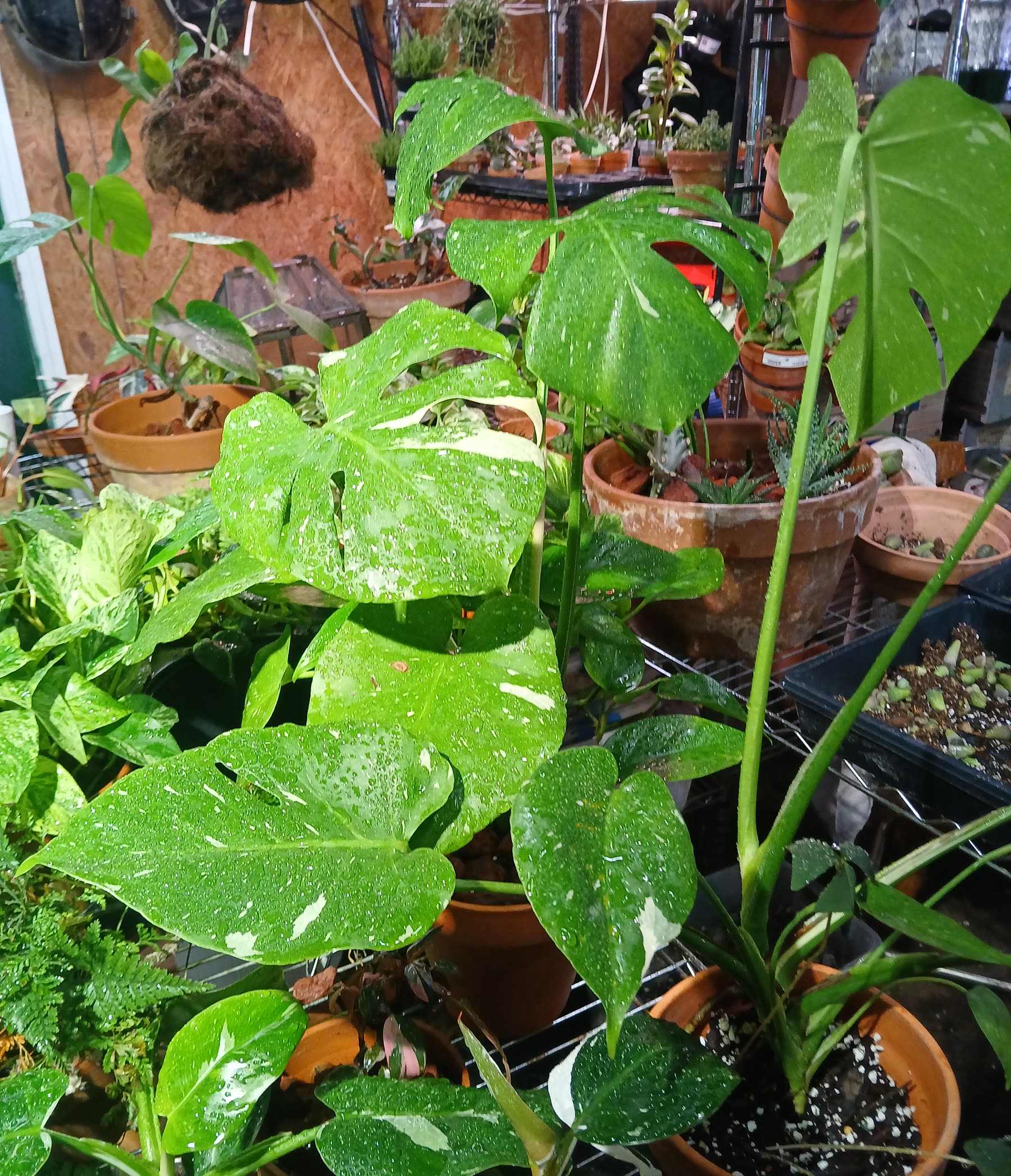 Euphorbia, tropicals, and other succulents