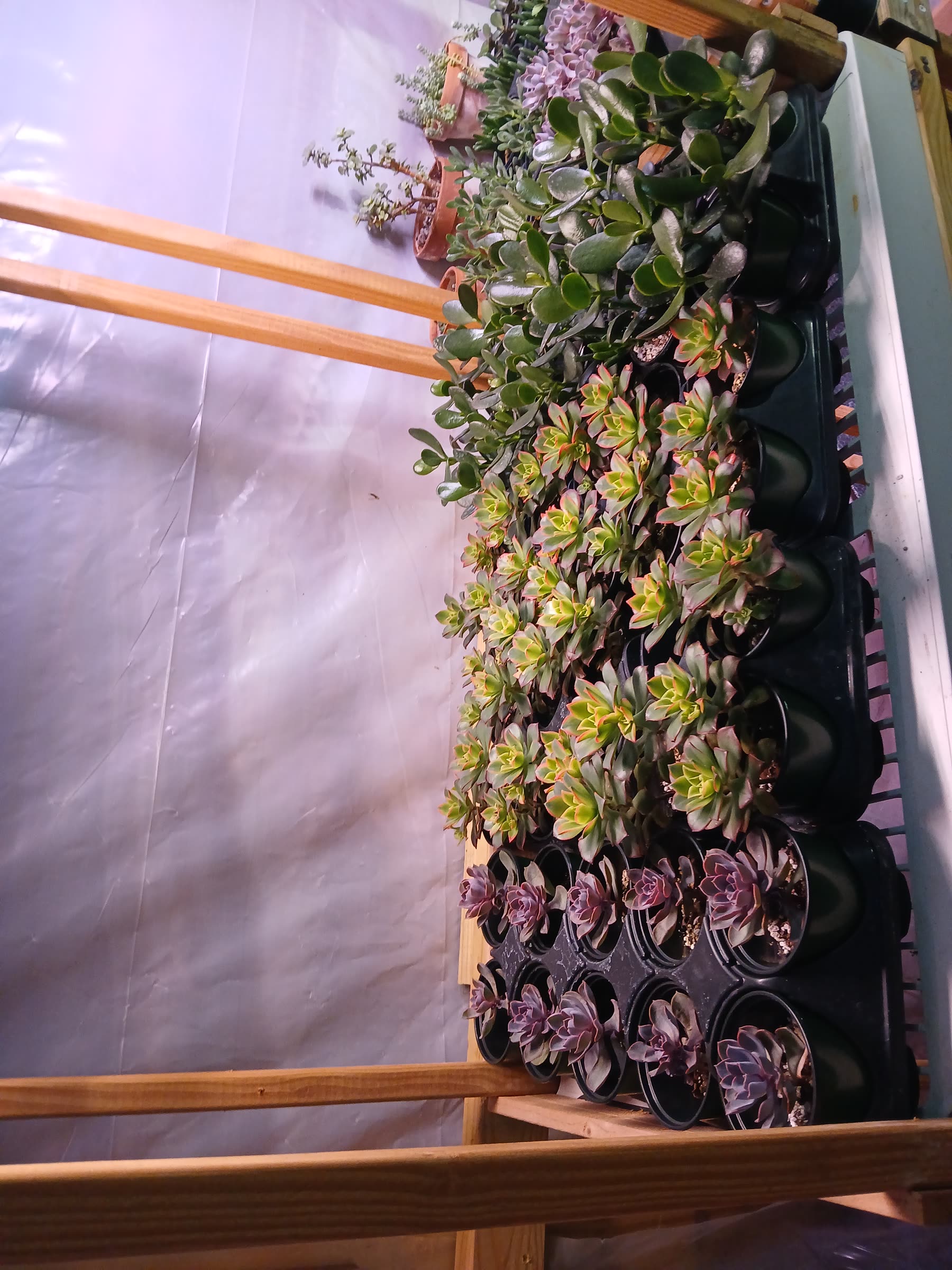 Grow lighting and starter setups