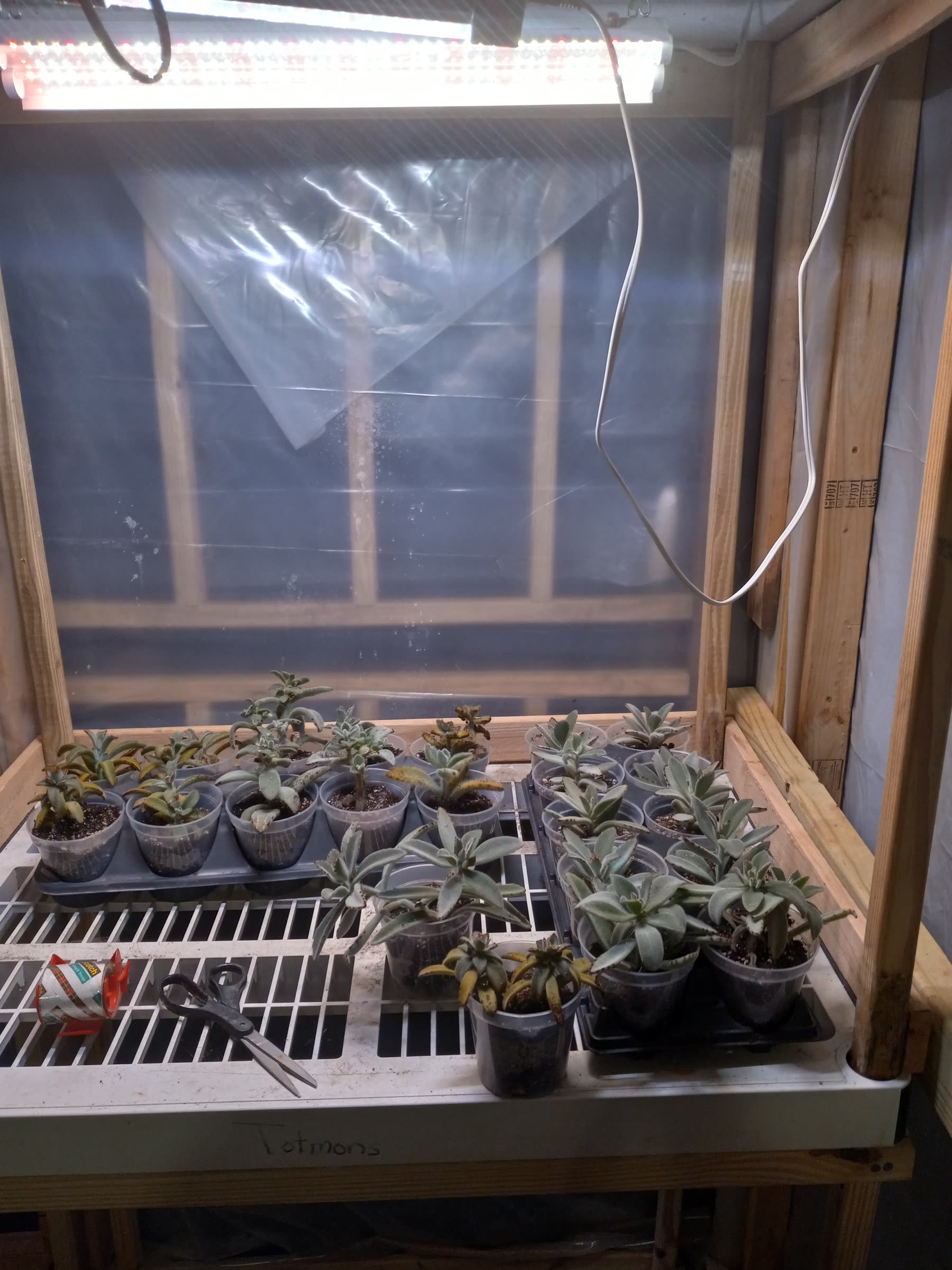 Aizoaceae specialists